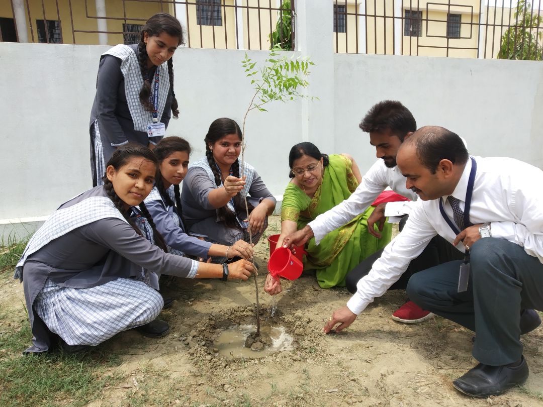 Tree Plantation